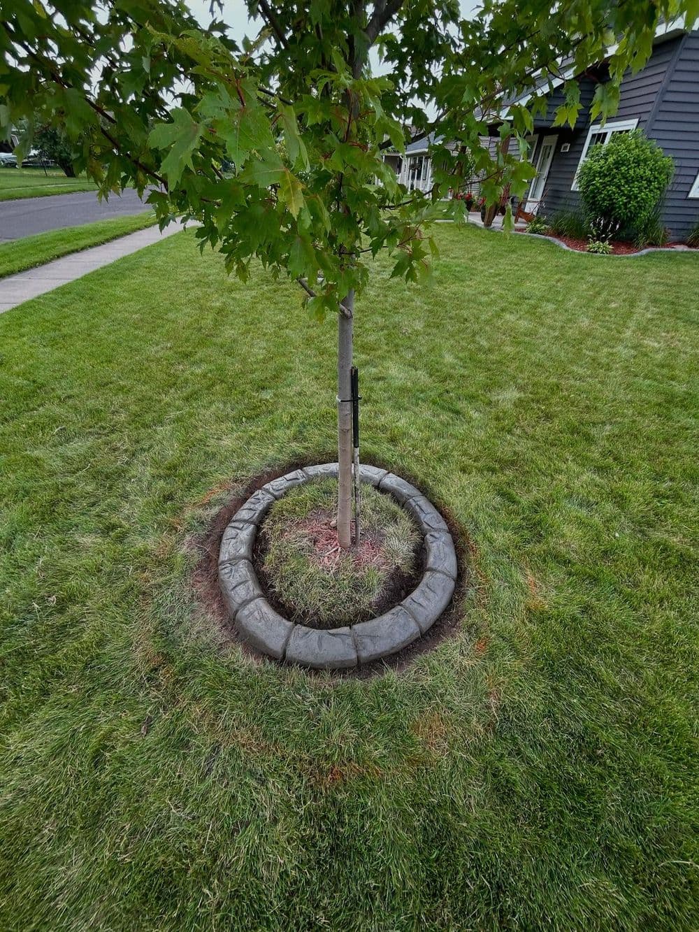 Gallery photos for Clean 2-Foot Tree Rings That Make Your Yard Stand Out: Image #1